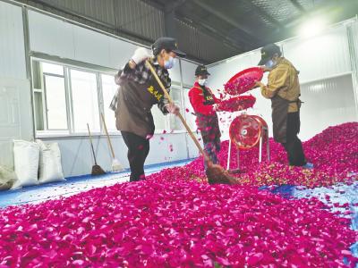 五峰长乐坪镇玫瑰花海开启采摘季 60吨玫瑰跨越千里蜕变为鲜花饼  