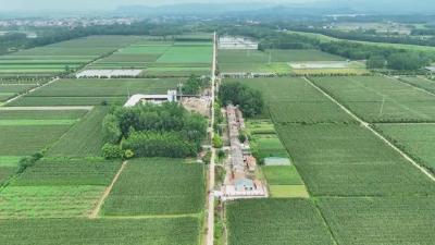 石首调关镇：惊涛已成稻浪