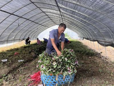 首衡城联农助农：12万亩农田的增收密码，藏着乡村振兴的“孝南答案”