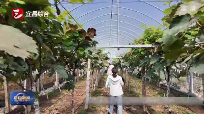 宜昌市重点农产品抽检合格率达99.6%