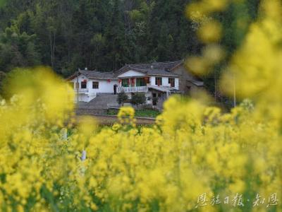 博士“点金术”——记中国农业科学院油料作物研究所驻崔家坝镇斑竹园村工作队