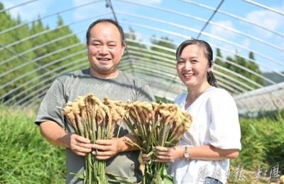 “凤头”起舞 姜香四溢——来凤县聚焦特色产业谋发展