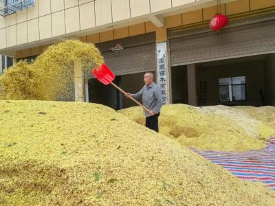 咸安：桂花香里说丰年