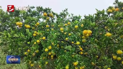 爱心企业助力 拓宽柑橘销路