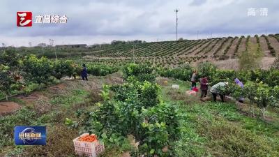 寒潮来袭 农业农村部门发布农作物“御寒指南”
