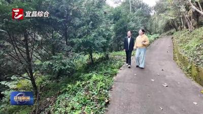 南方红豆杉结果 三峡植物园繁育保护见成效