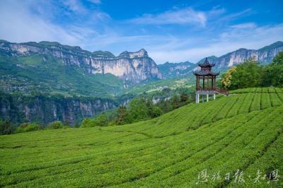 近3亿元中央财政衔接资金推动恩施市茶产业链提档升级——硒都茶产业振兴的“四维”布局