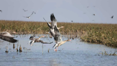 万里迁徙，有“证”可寻——从候鸟环志看洪湖湿地生态转变  