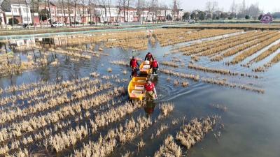 “红”动天下——“潜江龙虾”产业的全球化突围征程  