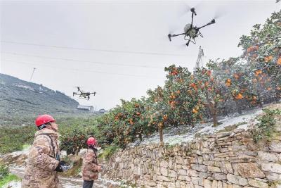 2万斤脐橙积雪中“飞”出深山——秭归无人机为果园除雪打响“脐橙保卫战”