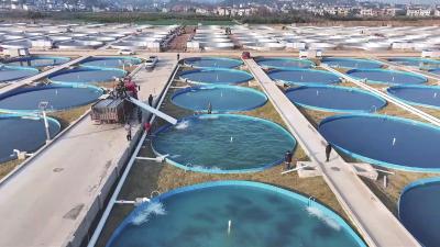 宜都新建442个鲟鱼池完成首批投放 预计每年可为村集体经济增收80万元以上