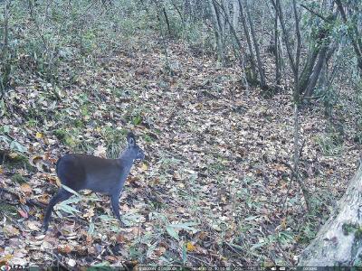 国家一级保护动物林麝稳定栖息长阳 崩尖子保护区四年记录其活动50余次 生态保护显实效