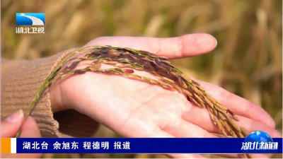 解码“61020”丨一粒黑米的“生金”之路  