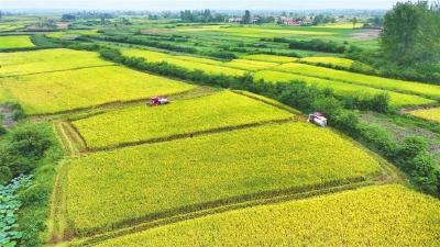 宜昌市中稻开镰收割 预计总产量超63万吨