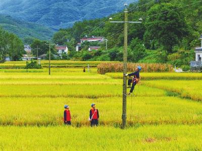 稻田迎丰收 电力护航“嘉年华”