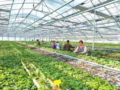 高山育苗结“金果”  牛庄村3年助农增收60余万元