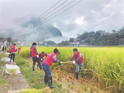 近百亩冷水稻时隔40年重获丰收