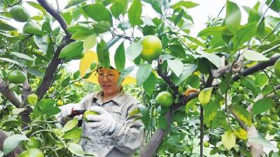宜昌特早熟蜜橘甜蜜上市