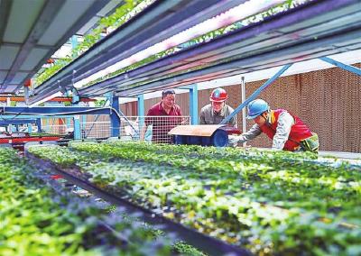 国网长阳供电公司近三年累计投入农村电网改造资金2.75亿元  电力赋能 托起乡村富民产业