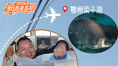 新春走基层｜一条武昌鱼的20小时“进京记”