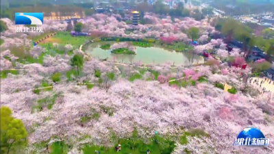 相约春天赏樱花 | 樱花经济，武汉“花期”可以有多长？