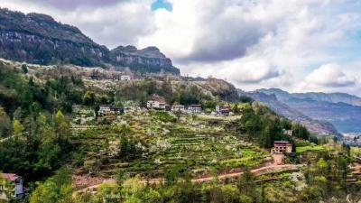 打卡“千亩李花雪”，遇见利川最美的春天→  