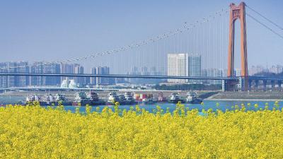 油菜花竞相绽放 春日赏景正当时  