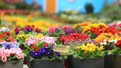 崖壁花开，香越重洋 ——一朵报春花的故土新生  