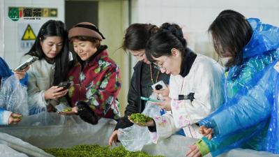 叶变金 村变美 民增收 兴山加速茶文旅融合促发展