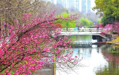 桃花灼灼引客来