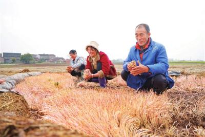 小小折耳根 增收“致富草”