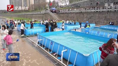 筑牢珍稀物种保护屏障  4.9万余尾中华鲟放归长江