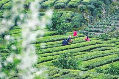 春茶吐新芽 茶农忙采摘