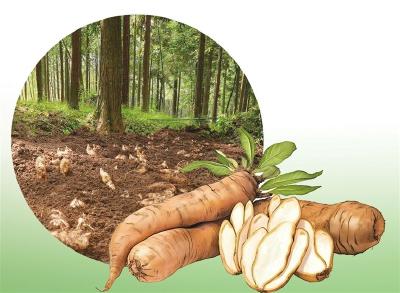 山有良“芯” 麻香自来——五峰以种业突围“链”动全省  