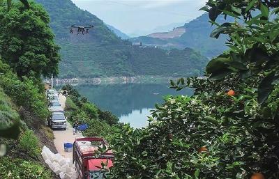 无人机助力脐橙“飞”出山 全市农用无人机保有量超2100台