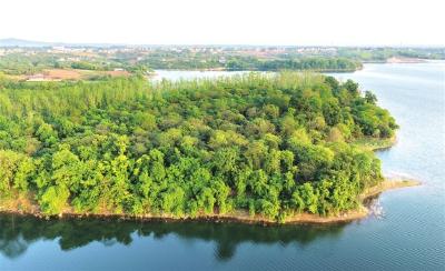 昔日蛮荒岛 今朝万鸟林 