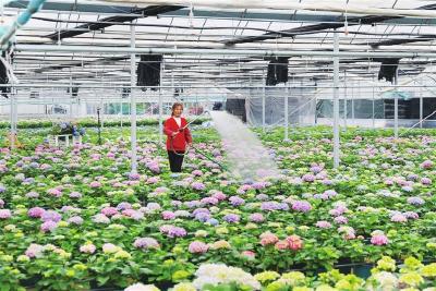 绣球花订单热销