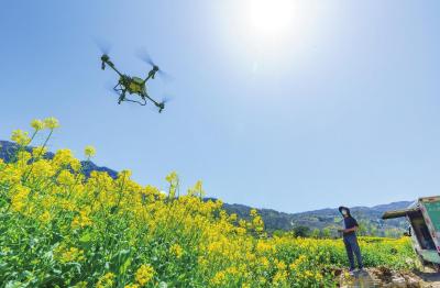 无人机“飞防” 助力油菜春管
