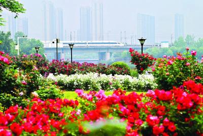 樱花之后，武汉多种春花接档，武汉公园绣出“开不尽”的春之卷  