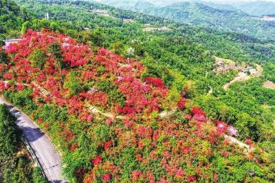 金刚山上杜鹃花开正艳
