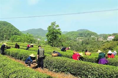 春茶采摘加工进入黄金时节