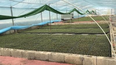 深山育出“金苗苗” 技术打开新市场