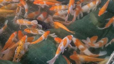 “锦鲤”游出致富路 枝江百亩鱼塘年创收百万元 带动乡村产业转型