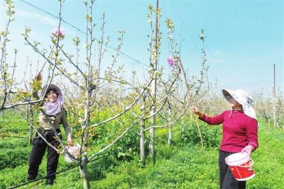 万亩梨花开 果农授粉忙