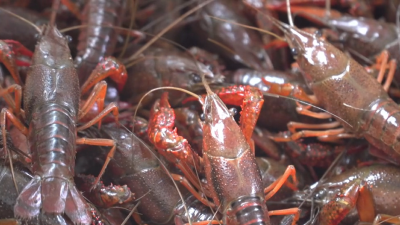 宜昌小龙虾提前半个月上市 5.8万亩预计年产8900吨小龙虾