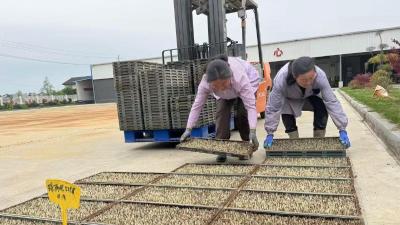枝江建成规模化育秧中心22家，批次育秧能力达2.5万亩 推进工厂化育秧孕育丰收“好苗头”