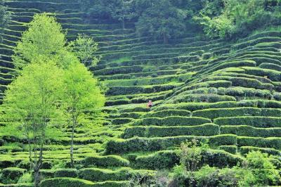 谷雨将至采茶忙