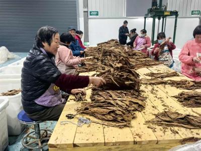 上洋村“黄金叶”托起“黄金业”