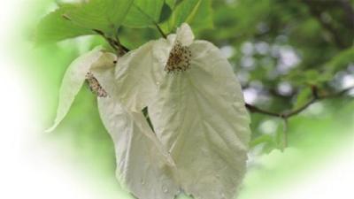 本是“高山客” 今作江畔花 “植物活化石”珙桐在坝区连片绽放