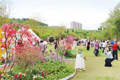 杜鹃花展  感受春日